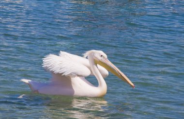 White pelican floating on the sea clipart