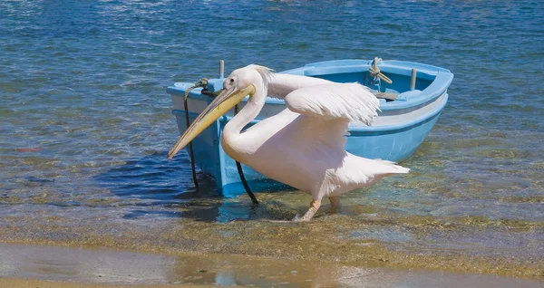 Пеликан выходит на берег рядом с лодкой — стоковое фото
