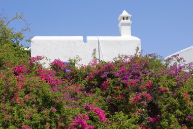 çiçek açan bougainvillaea evi saran