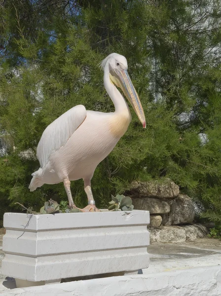 White pelican stands on the flowerbed — Stock Photo, Image