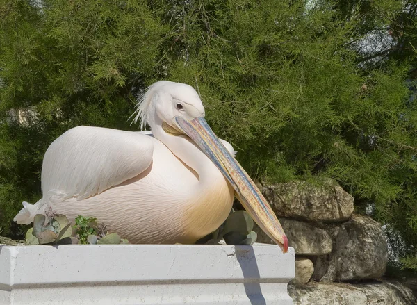 White pelican sitting on a flower bed — Stock Photo, Image