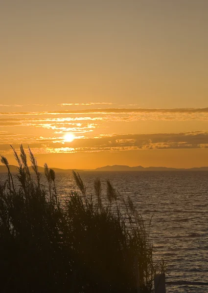 Roseau contre le coucher de soleil orange — Photo