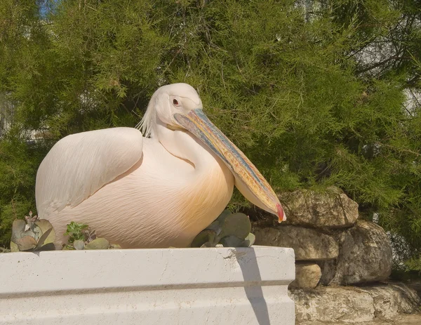 Pelican with a pink-yellow feathers — Stock Photo, Image