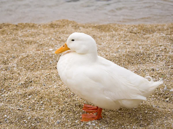 Pato branco na areia — Fotografia de Stock
