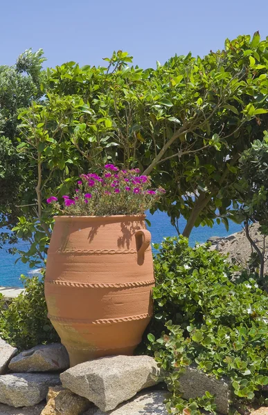 Clay pot with flowers in garden near sea — Stock Photo, Image