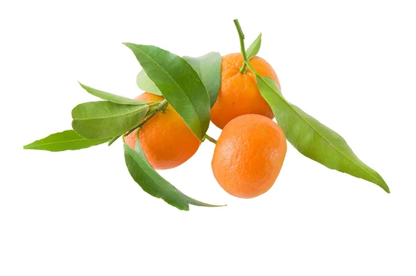 stock image Three orange mandarin with green leaves