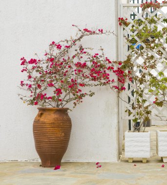A pot of Bougainville walls clipart