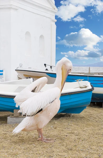 Пеликан вокруг рыбацких лодок — стоковое фото