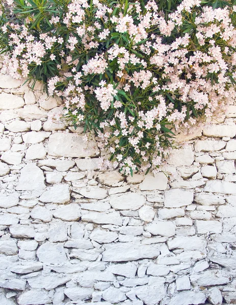 White-washed walls of stone with flowers — Stock Photo, Image