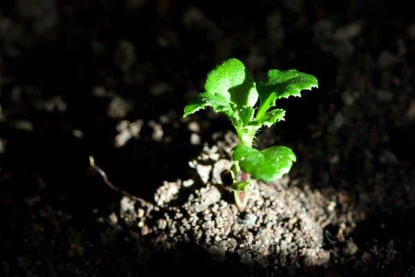 Neues Pflanzenleben — Stockfoto
