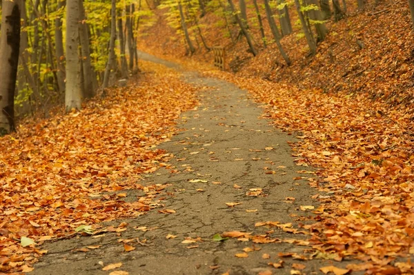 秋季路径 — 图库照片