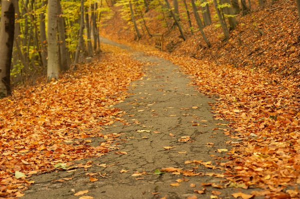Path leading through an autumn forest