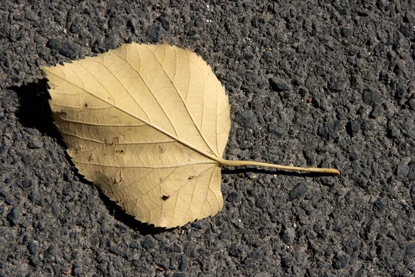 stock image Leaf