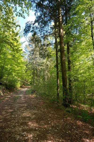 stock image Forest path