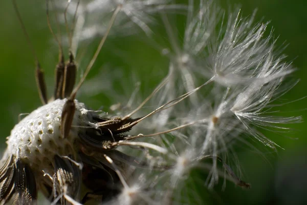 stock image Dandelion