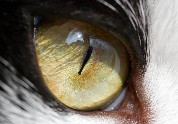 Cat Eye — Stock Photo, Image