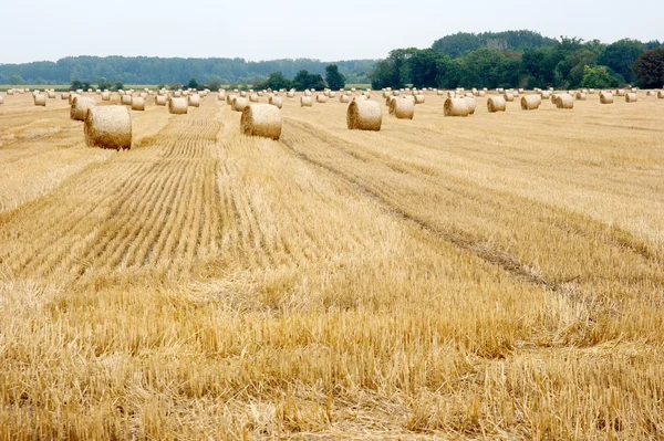 Rolnictwo — Zdjęcie stockowe