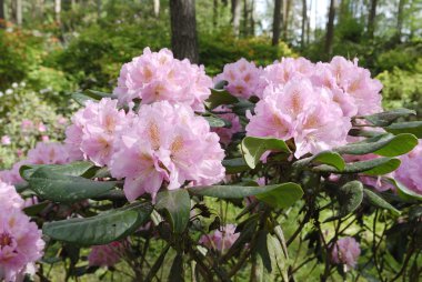 Pink azaleas in spring time clipart