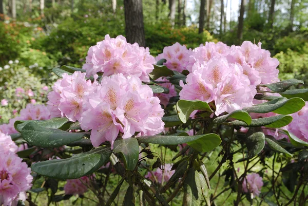 Pink azaleas in spring time — Stock Photo, Image