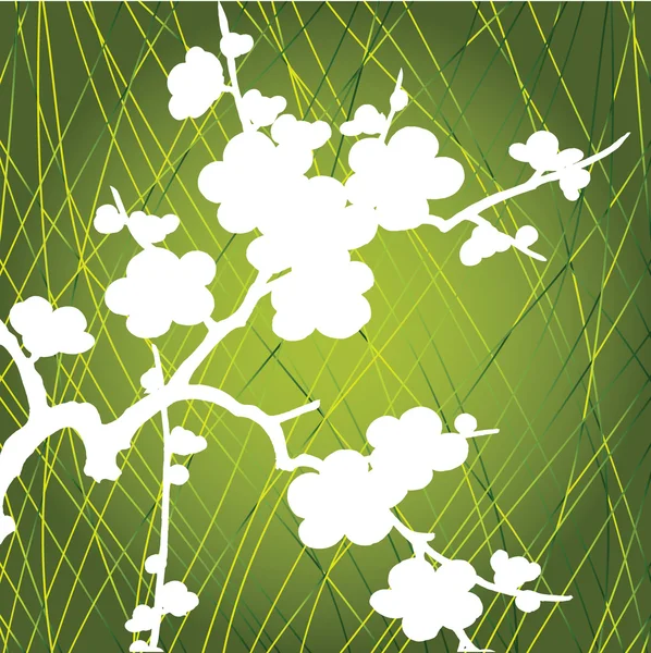 Witte cherry bloemen op groene achtergrondyeşil zemin üzerine beyaz kiraz çiçekleri — Stok fotoğraf