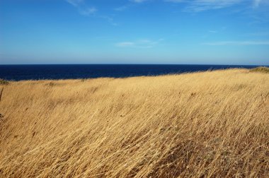 Yellow dry grass field, blue sea and sky clipart