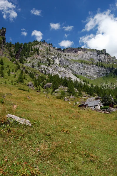 Pradera alpina — Foto de Stock