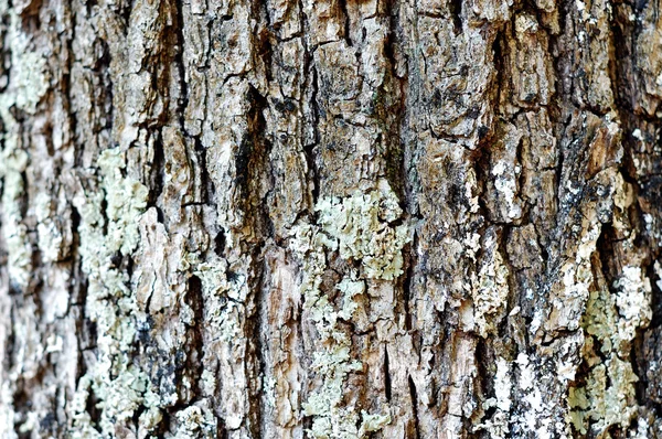 Oak cortex closeup, texture — Stock Photo, Image