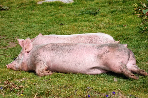 Çim istirahat domuzlar — Stok fotoğraf