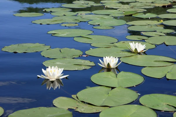 Stock image Three white water-lilies