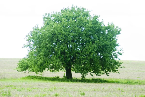 stock image Green lonely tree