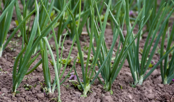 The green onions grow — Stock Photo, Image