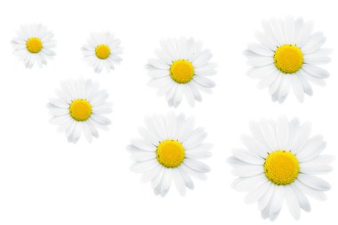 Background of camomiles clipart