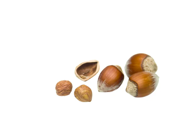 Hazelnut on white background — Stock Photo, Image