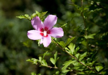 Hibiscus siriacus çiçek