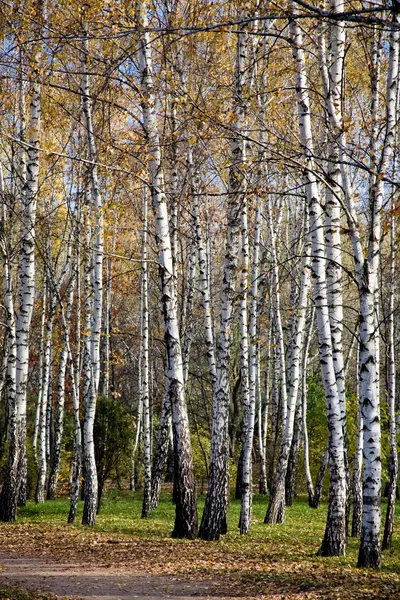 Stock image Birch Grove