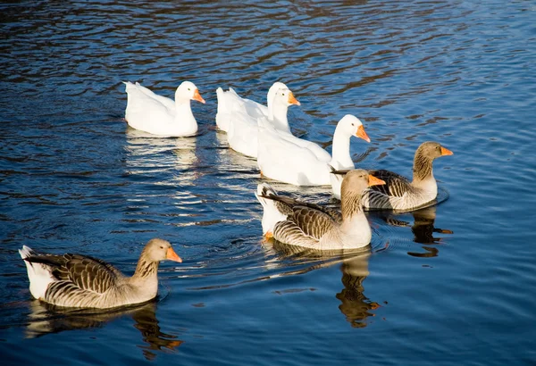 stock image Geese