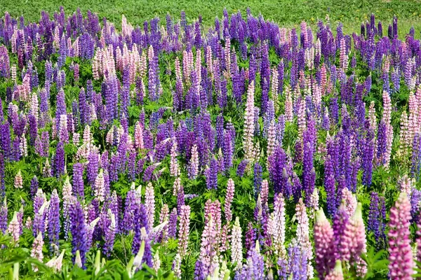 Stock image Lupine flowers