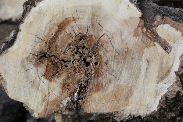 Вырубка дерева — стоковое фото