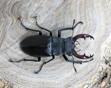 stag beetle