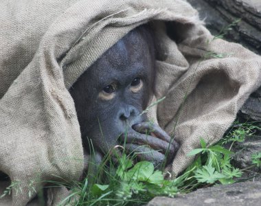 Bebek orangutan