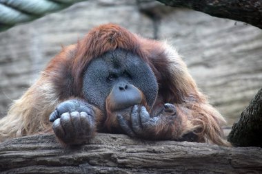 Orangutan clipart