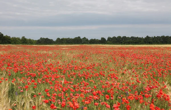 stock image Red poppies