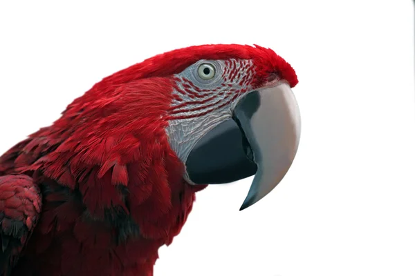 Bílý izolované papoušek — Stock fotografie