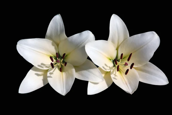 Két fehér liliom — Stock Fotó