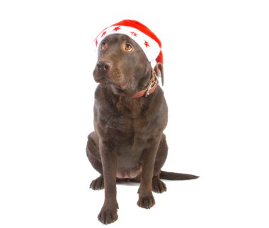 Christmas labrador clipart