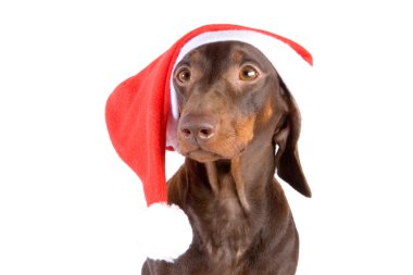 Dachshund Santa