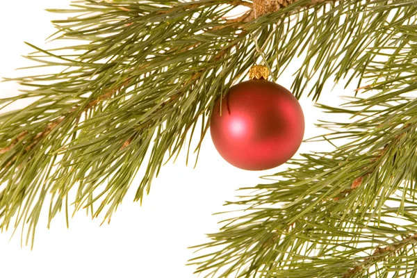 Christmas ball on fir banch — Stock Photo, Image
