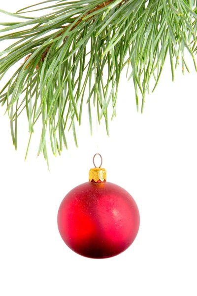 Red ball on fir branch — Stock Photo, Image