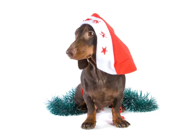 Christmas dachshund — Stock Photo, Image