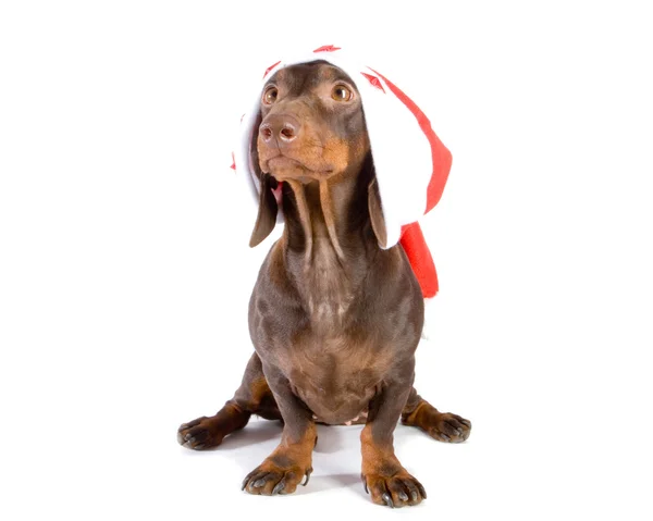 Natal dachshund — Fotografia de Stock